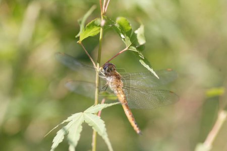 Pantala flavescens, the globe skimmer, globe wanderer or wandering glider, is a wide-ranging dragonfly of the family Libellulidae. This photo was taken in Japan.