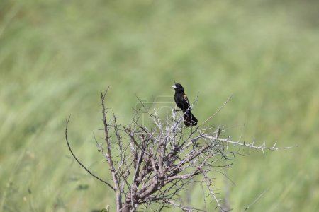 White-winged widowbird (Euplectes albonotatus) is a species of passerine bird in the family Ploceidae native to Africa south of the Sahara. This photo was taken in Kruger National Park, South Africa.