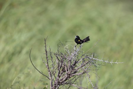 White-winged widowbird (Euplectes albonotatus) is a species of passerine bird in the family Ploceidae native to Africa south of the Sahara. This photo was taken in Kruger National Park, South Africa.