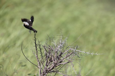 Foto de Euplectes albonotatus es una especie de ave paseriforme de la familia Ploceidae nativa de África al sur del Sahara. Esta foto fue tomada en el Parque Nacional Kruger, Sudáfrica. - Imagen libre de derechos