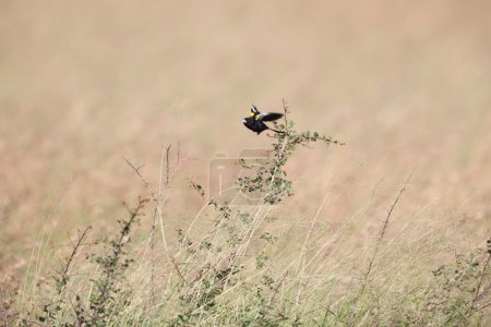 Euplectes albonotatus es una especie de ave paseriforme de la familia Ploceidae nativa de África al sur del Sahara. Esta foto fue tomada en el Parque Nacional Kruger, Sudáfrica.