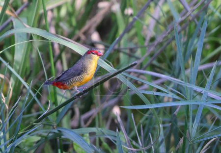 The orange-breasted waxbill (Amandava subflava), also known as the zebra waxbill  in Kruger National Park, South Africa