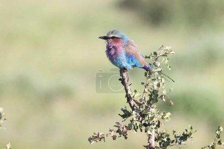 The lilac-breasted roller (Coracias caudatus) is an African bird of the roller family, Coraciidae.  This photo was taken in Kruger National Park, South Africa.