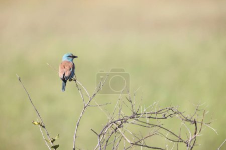 The European roller (Coracias garrulus) is the only member of the roller family breeding in Europe.  This photo was taken in Kruger National Park, South Africa.