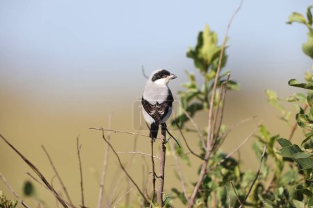 The lesser grey shrike (Lanius minor) is a member of the shrike family Laniidae.  This photo was taken in Kruger National Park, South Africa.