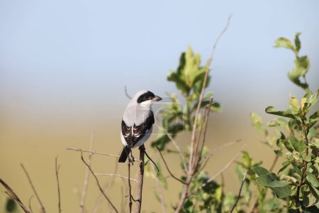 The lesser grey shrike (Lanius minor) is a member of the shrike family Laniidae.  This photo was taken in Kruger National Park, South Africa.