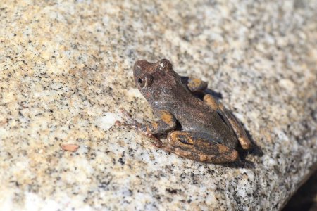The Kajika frog or Buerger's frog (Buergeria buergeri) is a species of frog in the family Rhacophoridae. It is endemic to Japan.