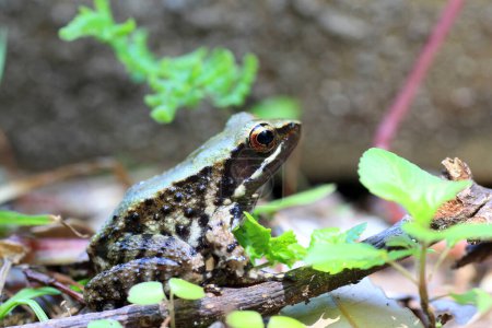 Odorrana narina es una especie de anfibios de la familia Ranidae en el orden de los Ranidae. Es endémica de la isla de Okinawa, en las islas Ryukyu de Japón..