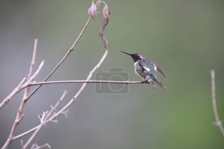 Téléchargez les photos : Calliphlox amethystina est une espèce de colibris de la tribu des Mellisugini de la sous-famille des Trochilinae. Cette photo a été prise en Colombie. - en image libre de droit