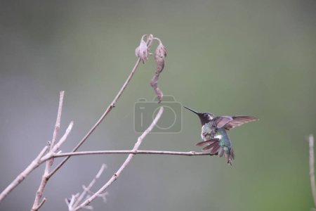 Téléchargez les photos : Calliphlox amethystina est une espèce de colibris de la tribu des Mellisugini de la sous-famille des Trochilinae. Cette photo a été prise en Colombie. - en image libre de droit