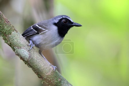 The black-faced antbird (Myrmoborus myotherinus) is the antbird family Thamnophilidae. It is endemic to a wide range across the Amazon basin. This photo was taken in Colombia.