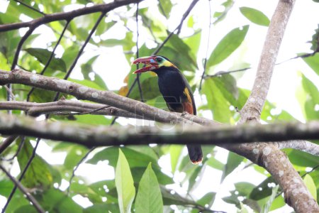 The tawny-tufted toucanet (Selenidera nattereri) is a near-passerine bird in the toucan family Ramphastidae. This photo was taken in Colombia.