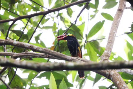 Der tawny-bufted Tucanet (Selenidera nattereri) ist ein in der Tukanfamilie der Ramphastidae sehr beliebter Vogel. Dieses Foto wurde in Kolumbien aufgenommen.