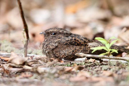 The blackish nightjar (Nyctipolus nigrescens) is a species of bird in the family Caprimulgidae. This photo was taken in Colombia.