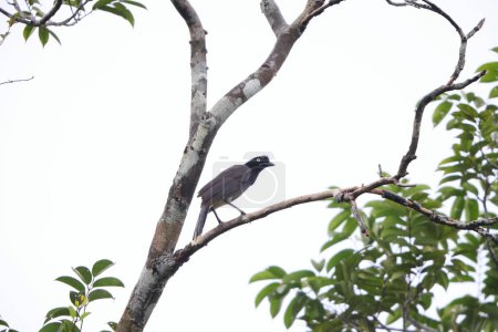 Cyanocorax heilprini est une espèce d'oiseaux de la famille des Corvidae. Cette photo a été prise en Colombie.