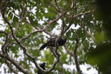 Cyanocorax heilprini es una especie de ave paseriforme de la familia Corvidae. Esta foto fue tomada en Colombia.