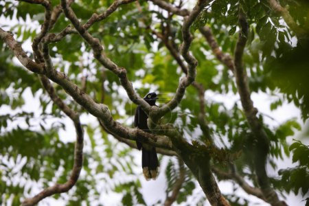 Cyanocorax heilprini es una especie de ave paseriforme de la familia Corvidae. Esta foto fue tomada en Colombia.