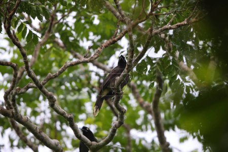 Cyanocorax heilprini est une espèce d'oiseaux de la famille des Corvidae. Cette photo a été prise en Colombie.
