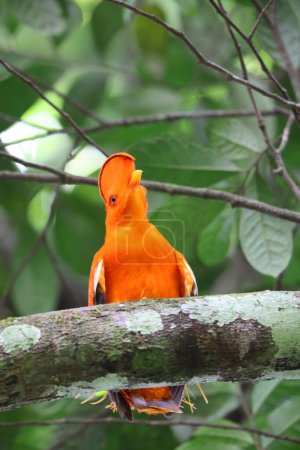 Der guayanische Felsenhahn (Rupicola rupicola) ist eine Art von Cotinga, einem Passantenvogel aus Südamerika. Dieses Foto wurde in Kolumbien aufgenommen.