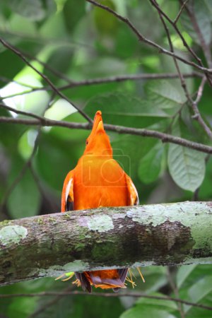 Rupicola rupicola (Rupicola rupicola) est une espèce de cotinga, passereau d'Amérique du Sud. Cette photo a été prise en Colombie.
