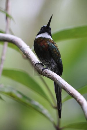 The bronzy jacamar (Galbula leucogastra) is a species of bird in the family Galbulidae. This photo was taken in Colombia.