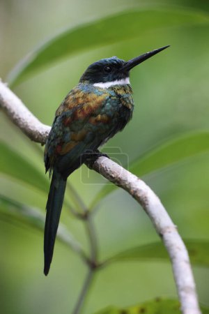 Galbula leucogastra est une espèce d'oiseaux de la famille des Galbulidae. Cette photo a été prise en Colombie.