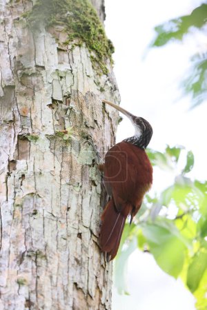 Die Langschnabelschnecke (Nasica longirostris) ist ein unterosziner Passserinvogel aus der Unterfamilie Dendrocolaptinae der Ofenvogelfamilie Furnariidae. Dieses Foto wurde in Kolumbien aufgenommen.