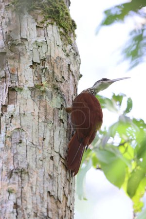 The long-billed woodcreeper (Nasica longirostris) is a sub-oscine passerine bird in subfamily Dendrocolaptinae of the ovenbird family Furnariidae. This photo was taken in Colombia.