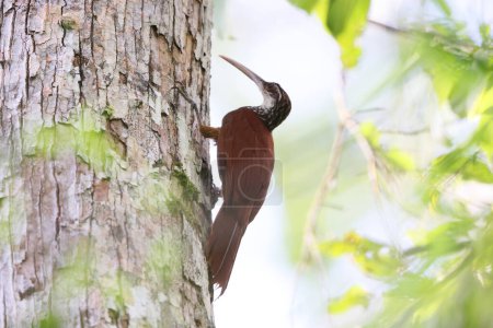 Photo for The long-billed woodcreeper (Nasica longirostris) is a sub-oscine passerine bird in subfamily Dendrocolaptinae of the ovenbird family Furnariidae. This photo was taken in Colombia. - Royalty Free Image