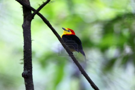 Der Drahtschwanzmanakin (Pipra filicauda) ist eine Vogelart aus der Familie der Pipridae. Dieses Foto wurde in Kolumbien aufgenommen.