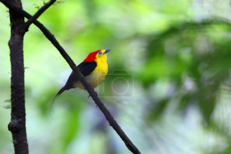 The wire-tailed manakin (Pipra filicauda) is a species of bird in the family Pipridae. This photo was taken in Colombia.