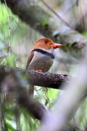 The collared puffbird (Bucco capensis) is a species of bird in the family Bucconidae, the puffbirds, nunlets, and nunbirds. This photo was taken in Colombia.