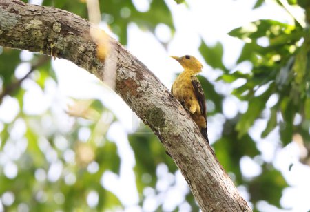 The cream-colored woodpecker (Celeus flavus) is a species of bird in subfamily Picinae of the woodpecker family Picidae. This photo was taken in Colombia.