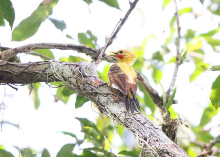 The cream-colored woodpecker (Celeus flavus) is a species of bird in subfamily Picinae of the woodpecker family Picidae. This photo was taken in Colombia.