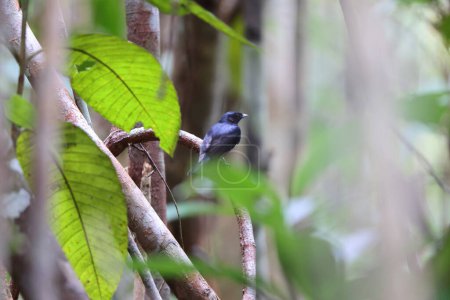 Der Schwarze Manakin (Xenopipo atronitens) ist eine Vogelart aus der Familie der Pipridae. Dieses Foto wurde in Kolumbien aufgenommen.