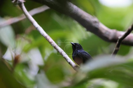 Der Schwarze Manakin (Xenopipo atronitens) ist eine Vogelart aus der Familie der Pipridae. Dieses Foto wurde in Kolumbien aufgenommen.