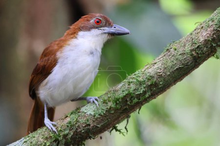 The great antshrike (Taraba major) is a passerine bird in subfamily Thamnophilinae of family Thamnophilidae, the typical antbirds. This photo was taken in Colomiba.