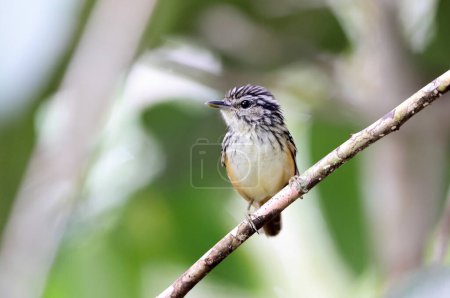 Hypocnemis flavescens es una especie de ave paseriforme de la familia Thamnophilidae. Esta foto fue tomada en Colombia.