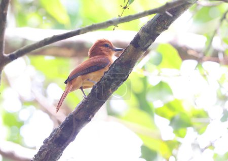 Attila cinnamomeus est une espèce d'oiseaux de la famille des Tyrannidae. Cette photo a été prise en Colombie.