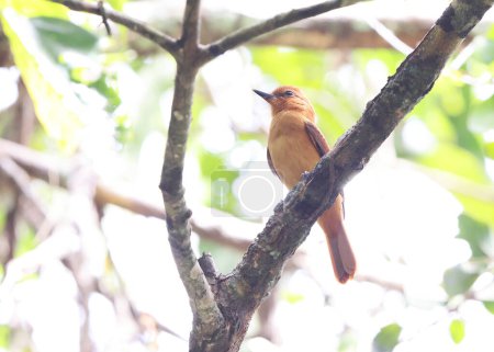 Attila cinnamomeus est une espèce d'oiseaux de la famille des Tyrannidae. Cette photo a été prise en Colombie.