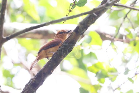 The cinnamon attila (Attila cinnamomeus) is a species of bird in the family Tyrannidae, the tyrant flycatchers. This photo was taken in Colombia.