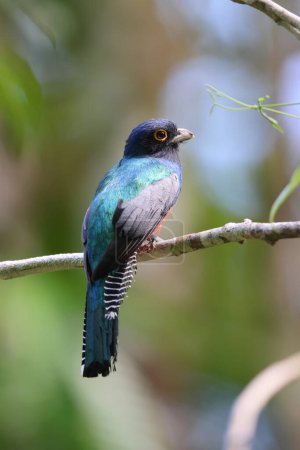 The blue-crowned trogon (Trogon curucui) is a species of bird in the family Trogonidae, the quetzals and trogons. This photo was taken in Colombia.