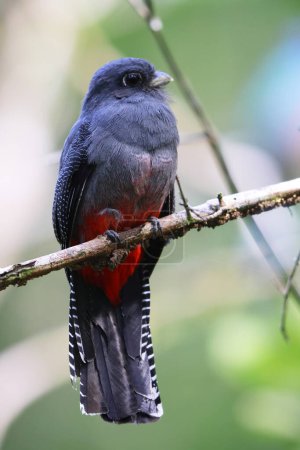 The blue-crowned trogon (Trogon curucui) is a species of bird in the family Trogonidae, the quetzals and trogons. This photo was taken in Colombia.