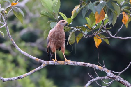 Savanna hawk (Buteogallus meridionalis) is a large raptor found in open savanna and swamp edges. It was formerly placed in the genus Heterospizias.