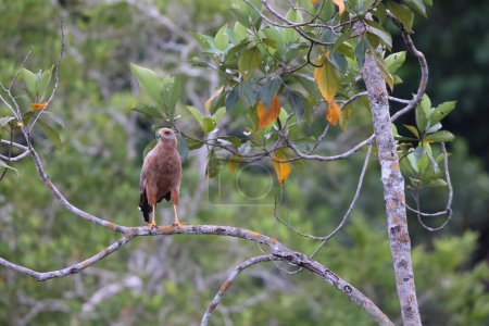 Le faucon de la savane (Buteogallus meridionalis) est un grand rapace trouvé dans la savane ouverte et les bords des marais. Il était autrefois placé dans le genre Heterospizias.
