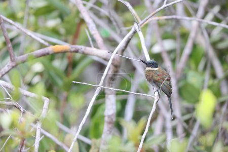 Galbula leucogastra est une espèce d'oiseaux de la famille des Galbulidae. Cette photo a été prise en Colombie.