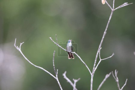 Der versiffte Smaragd (Chrysuronia versicolor) ist eine Kolibri-Art aus Mittel- und Ostsüdamerika. Dieses weibliche Foto entstand in Kolumbien.