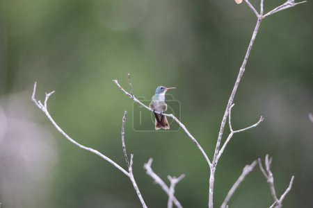 Der versiffte Smaragd (Chrysuronia versicolor) ist eine Kolibri-Art aus Mittel- und Ostsüdamerika. Dieses weibliche Foto entstand in Kolumbien.