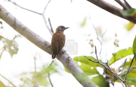 Orinoco piculet (Picumnus pumilus) is a species of bird in subfamily Picumninae of the woodpecker family Picidae. This photo was taken in Colombia.