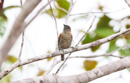 Orinoco piculet (Picumnus pumilus) is a species of bird in subfamily Picumninae of the woodpecker family Picidae. This photo was taken in Colombia.